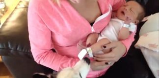 Pup Immediately Notices Something Different When They Get Home – Her Reaction Is Priceless!