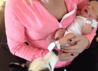 Pup Immediately Notices Something Different When They Get Home – Her Reaction Is Priceless!