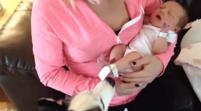 Pup Immediately Notices Something Different When They Get Home – Her Reaction Is Priceless!