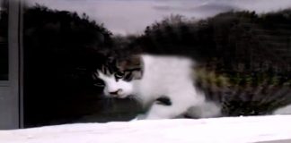 Mail Man Versus The Cat