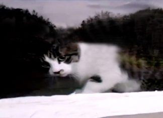 Mail Man Versus The Cat