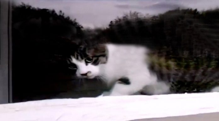 Mail Man Versus The Cat