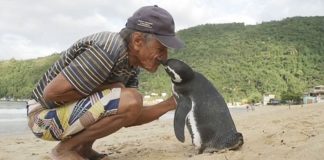 Penguin Swims 8,000KM Every Year To See The Man Who Saved His Life