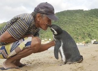 Penguin Swims 8,000KM Every Year To See The Man Who Saved His Life