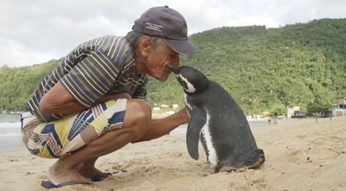 Penguin Swims 8,000KM Every Year To See The Man Who Saved His Life