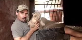 He picks up a lion cub, and Mother lion’s reaction caught everyone by surprise.