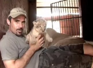 He picks up a lion cub, and Mother lion’s reaction caught everyone by surprise.