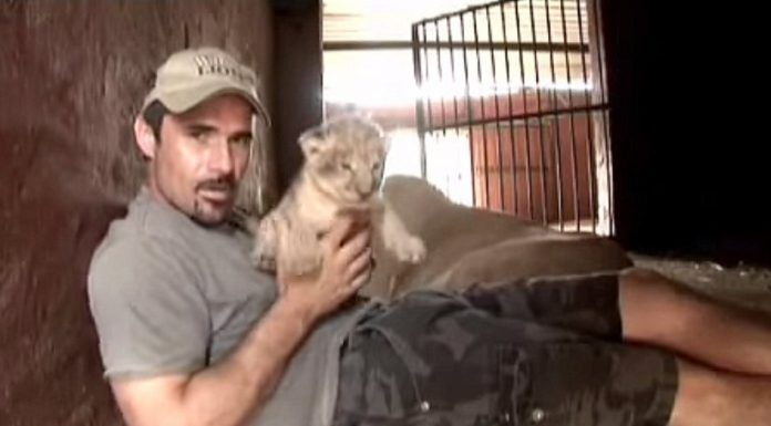 He picks up a lion cub, and Mother lion’s reaction caught everyone by surprise.