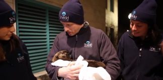 Sea Otter Pup Was Stranded At 4 Weeks Old. But When Her Rescuer Lets Her Go, Incredible!