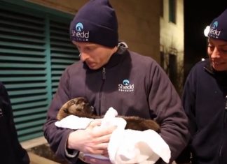 Sea Otter Pup Was Stranded At 4 Weeks Old. But When Her Rescuer Lets Her Go, Incredible!