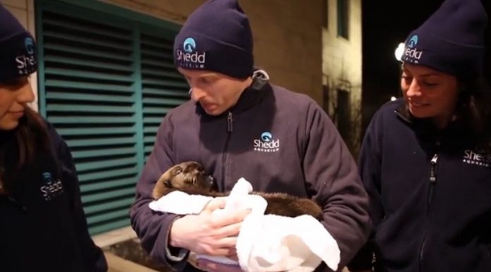 Sea Otter Pup Was Stranded At 4 Weeks Old. But When Her Rescuer Lets Her Go, Incredible!