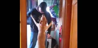 Her Owner Was Gone For 2 Months – How This Dog Welcomes Him Back Had Me Tearing Up
