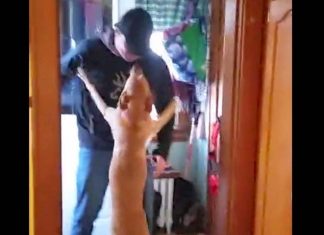 Her Owner Was Gone For 2 Months – How This Dog Welcomes Him Back Had Me Tearing Up