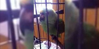 They Just Got Back From The Hospital With Their baby. Now Watch What The Bird Does… This Is Brilliant!