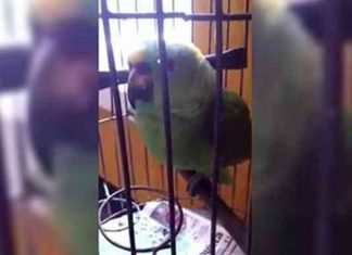 They Just Got Back From The Hospital With Their baby. Now Watch What The Bird Does… This Is Brilliant!