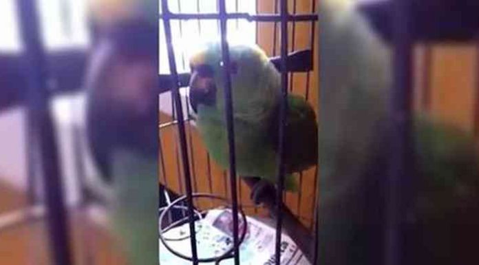 They Just Got Back From The Hospital With Their baby. Now Watch What The Bird Does… This Is Brilliant!