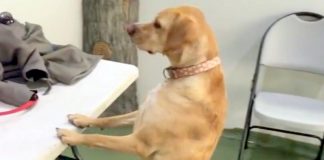 She Hasn’t Seen Her Family In 4 Years – When They Walk In, Her Reaction Is Priceless