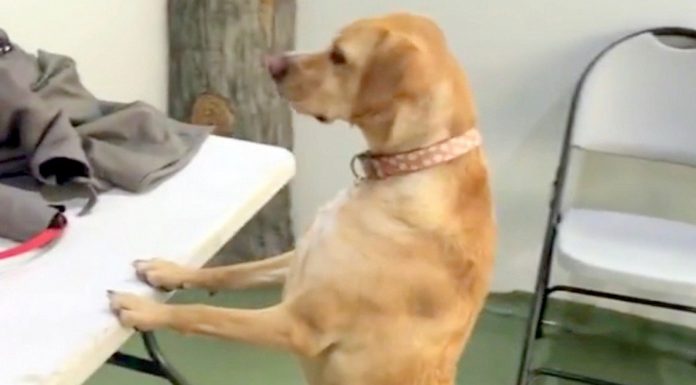 She Hasn’t Seen Her Family In 4 Years – When They Walk In, Her Reaction Is Priceless