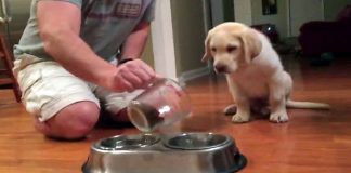 Puppy Watches Dad Fill His Food Bowl. What He Does Before Eating Completely Melts My Heart