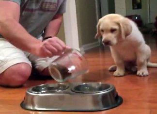 Puppy Watches Dad Fill His Food Bowl. What He Does Before Eating Completely Melts My Heart