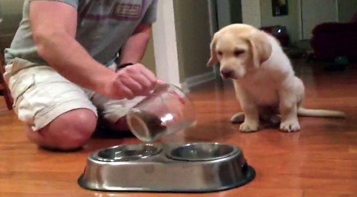 Puppy Watches Dad Fill His Food Bowl. What He Does Before Eating Completely Melts My Heart