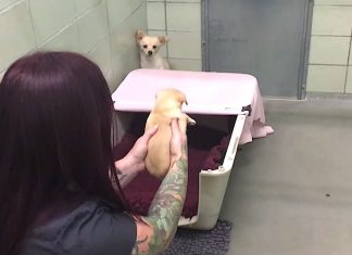 Frightened Mom Hides In The Corner, But Watch When She Sees Her Puppy’s Face…
