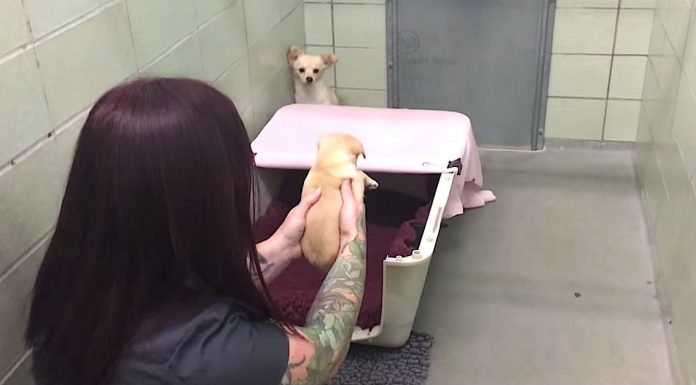 Frightened Mom Hides In The Corner, But Watch When She Sees Her Puppy’s Face…