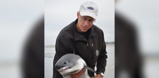 Instead Of Taking A Selfie With This Shark, He Saved Him