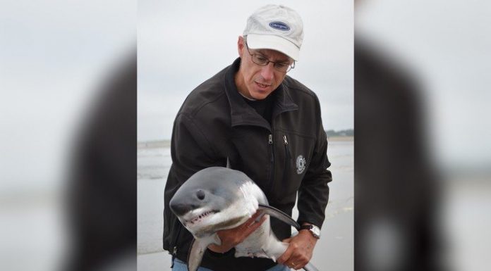 Instead Of Taking A Selfie With This Shark, He Saved Him