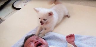 World’s Sweetest Dog Offers His Treat To Comfort Crying Baby