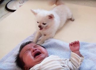 World’s Sweetest Dog Offers His Treat To Comfort Crying Baby