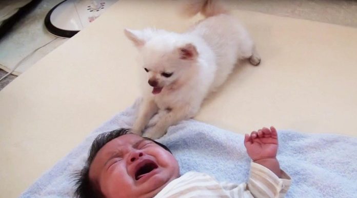 World’s Sweetest Dog Offers His Treat To Comfort Crying Baby