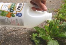 He Uses Vinegar To Kill Weeds – His Other Organic Garden Tips Can Help Everyone