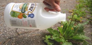 He Uses Vinegar To Kill Weeds – His Other Organic Garden Tips Can Help Everyone