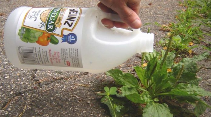 He Uses Vinegar To Kill Weeds  – His Other Organic Garden Tips Can Help Everyone