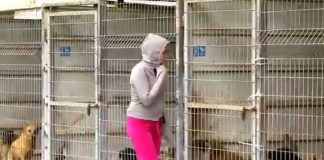 This Woman Couldn’t Decide Which Dog To Adopt So She Bought The Entire Shelter