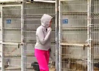 This Woman Couldn’t Decide Which Dog To Adopt So She Bought The Entire Shelter