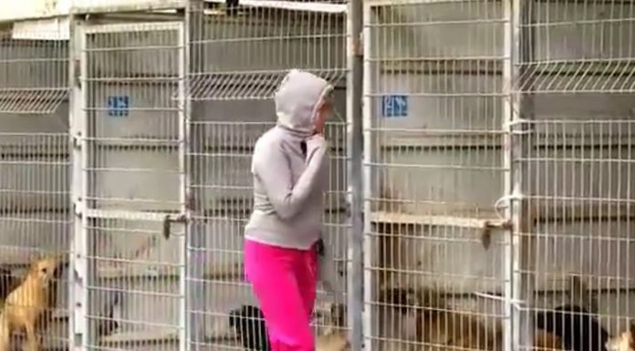 This Woman Couldn’t Decide Which Dog To Adopt So She Bought The Entire Shelter