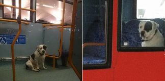 Dog dumped by its owner on a London bus and locked in there overnight
