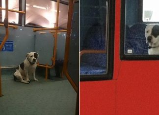 Dog dumped by its owner on a London bus and locked in there overnight