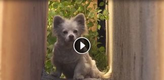 Cruel Owners Left Her Behind After Selling The House. But Watch When Rescuers Approach Her…