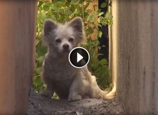 Cruel Owners Left Her Behind After Selling The House. But Watch When Rescuers Approach Her…