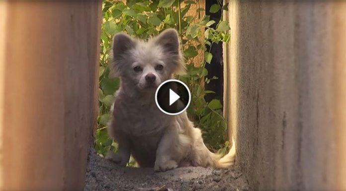 Cruel Owners Left Her Behind After Selling The House. But Watch When Rescuers Approach Her…