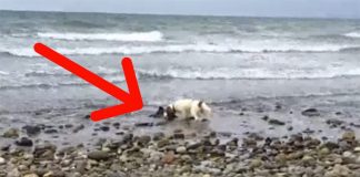 Dog Runs Out To The Shore And Barks In Panic. When Dad Realizes Why? My Heart Melted!