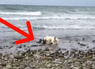 Dog Runs Out To The Shore And Barks In Panic. When Dad Realizes Why? My Heart Melted!