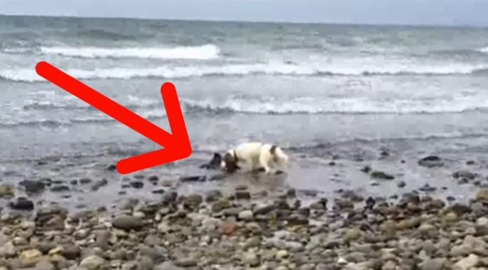 Dog Runs Out To The Shore And Barks In Panic. When Dad Realizes Why? My Heart Melted!