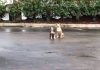 Two Dogs Refuse To Leave Each Other’s Side After Their Human Abandons Them