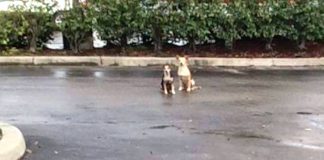 Two Dogs Refuse To Leave Each Other’s Side After Their Human Abandons Them