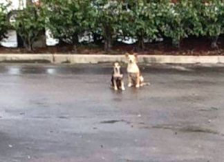 Two Dogs Refuse To Leave Each Other’s Side After Their Human Abandons Them