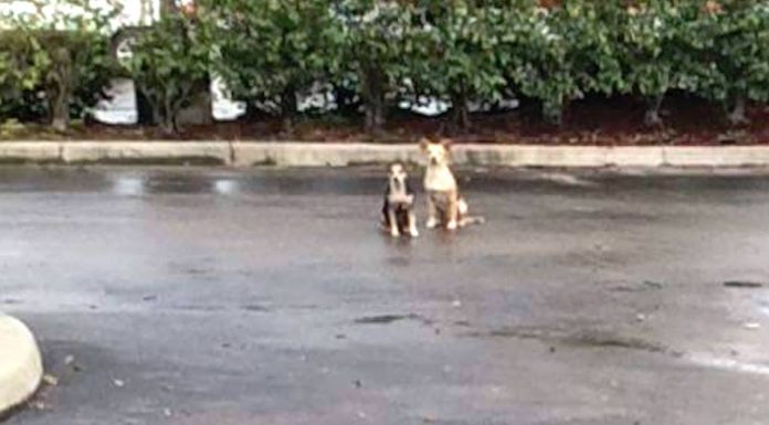 Two Dogs Refuse To Leave Each Other’s Side After Their Human Abandons Them